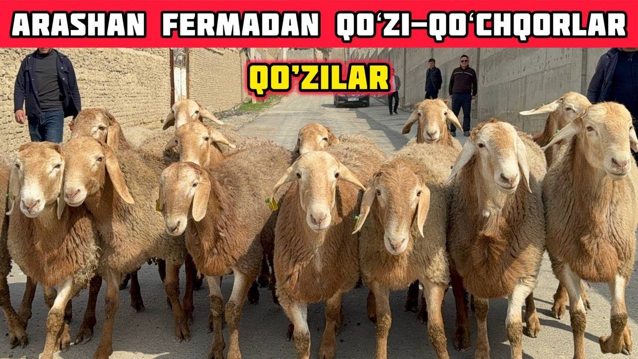 500ta Arashan Fermadan Naslga Qoʻchqorlar,Qoʻzilar Sotuvda