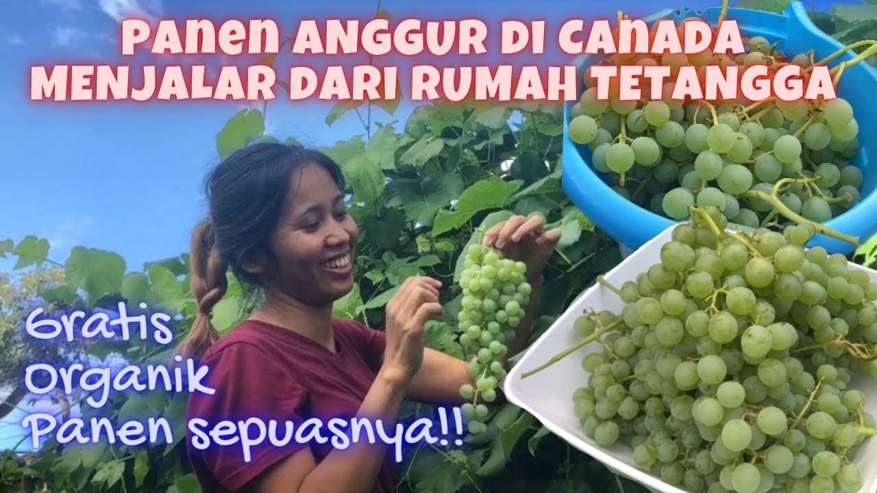 Panen Anggur Menjalar dari Rumah Tetangga