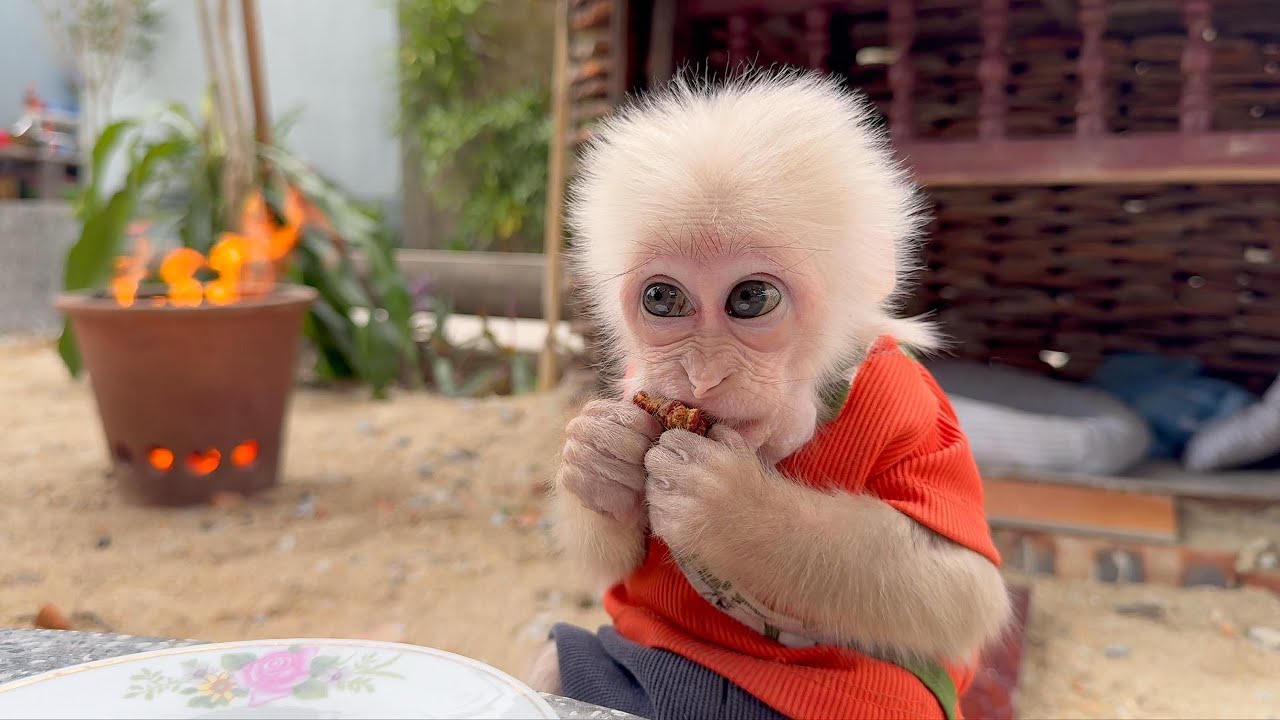 Thank you, Caramen, for taking care of Monkey Baba while Mr. Minh was away
