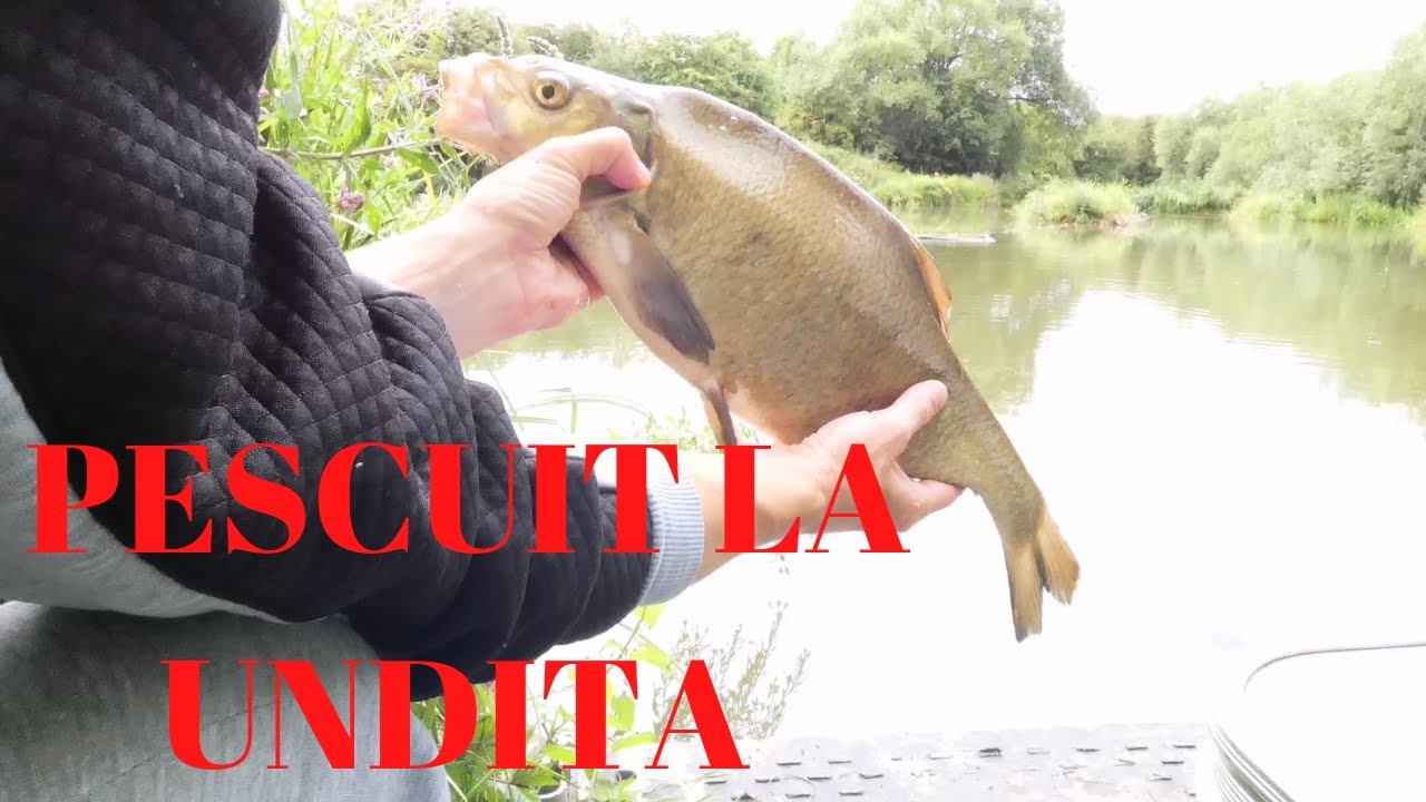 PESCUIT LA UNDITA.SIMPLU,IEFTIN SI EFICIENT.PAINE SI PORUMB