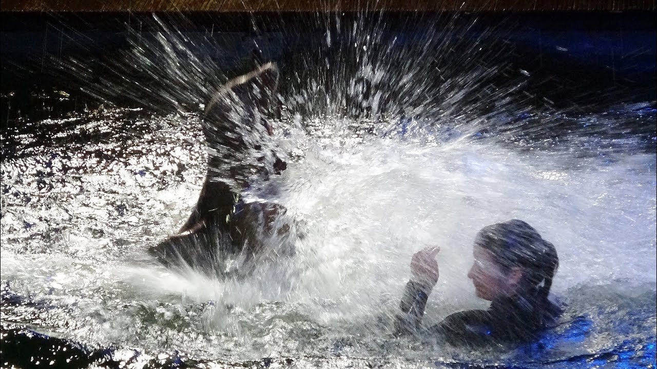 Ouwehands Dierenpark Blue Lagoon Zeeleeuwenshow 2022