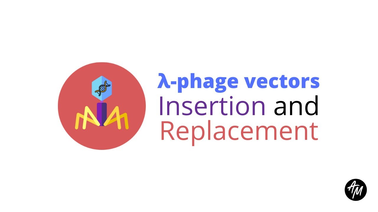 Lambda vectors | Insertion and Replacement vectors | Biotechnology | Recombinant DNA technology