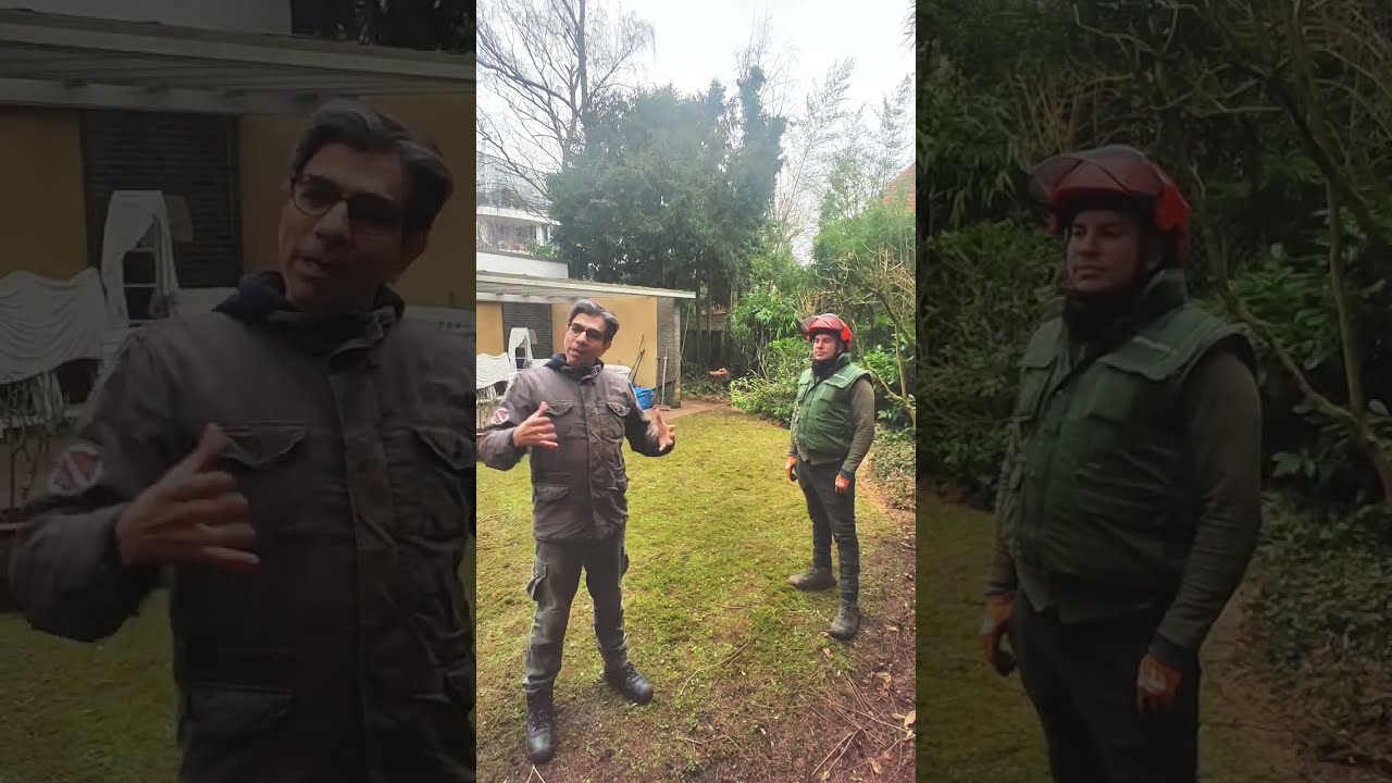 Baum abtragen - gefahrenloses Fällen einer Birke #baumfällung #Rigging #baum #arbeiten