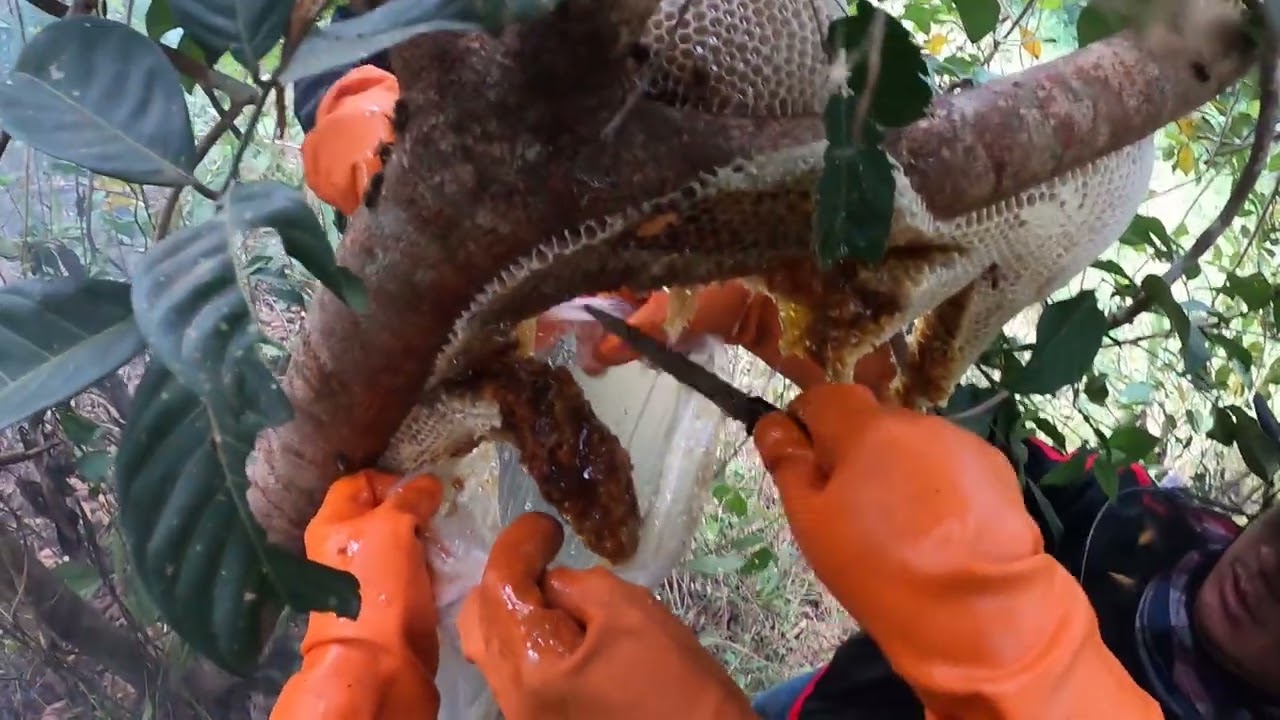 ผึ้งป่าผึ้งดินผึ้งโพรง Honey Hunt Season🐝์Numkiwbard คนหาผึ้งดิน BeeHoney Hunt 2026