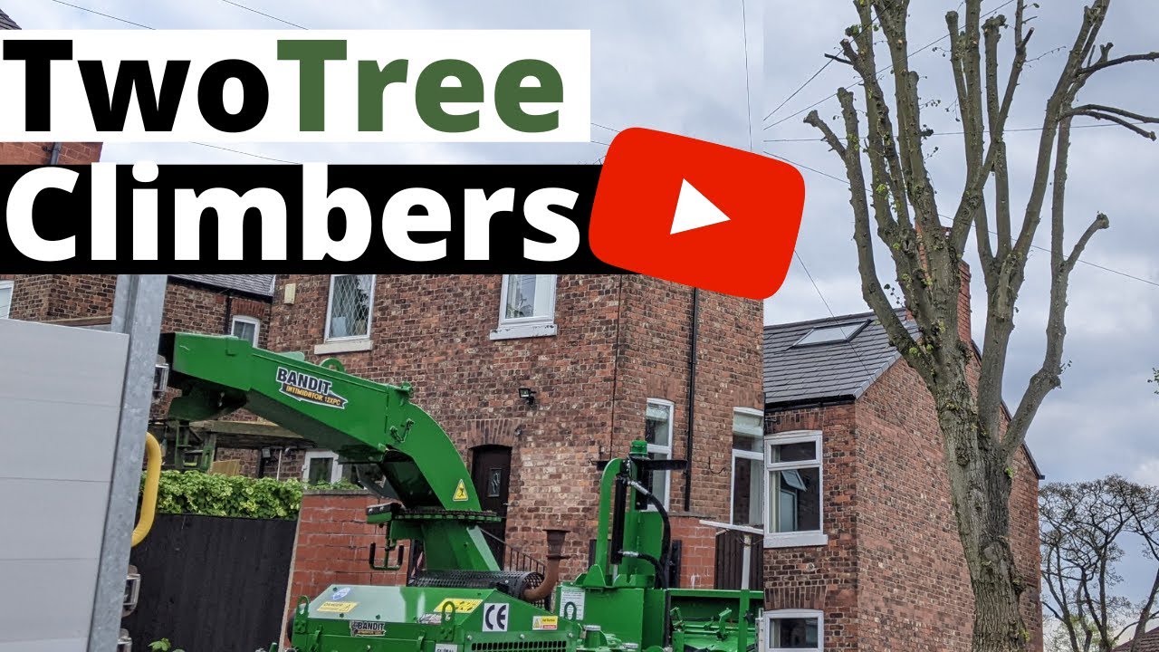 Tree Re-Pollard [UK Arborists Climbing]