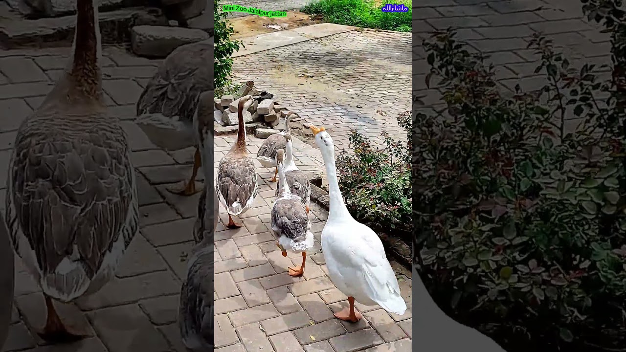 Big Ducks (Geeses) (Goose) of Mini Zoo by Shakaib Jalalpur Jattan.