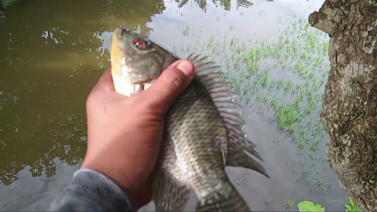 Paser ikan..Coba spot rawa..pas mobal ikan