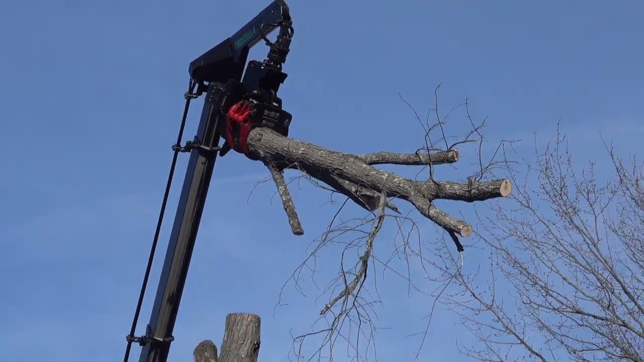 Cutting Maple Tree by Remote Control with a Crane and a Climber