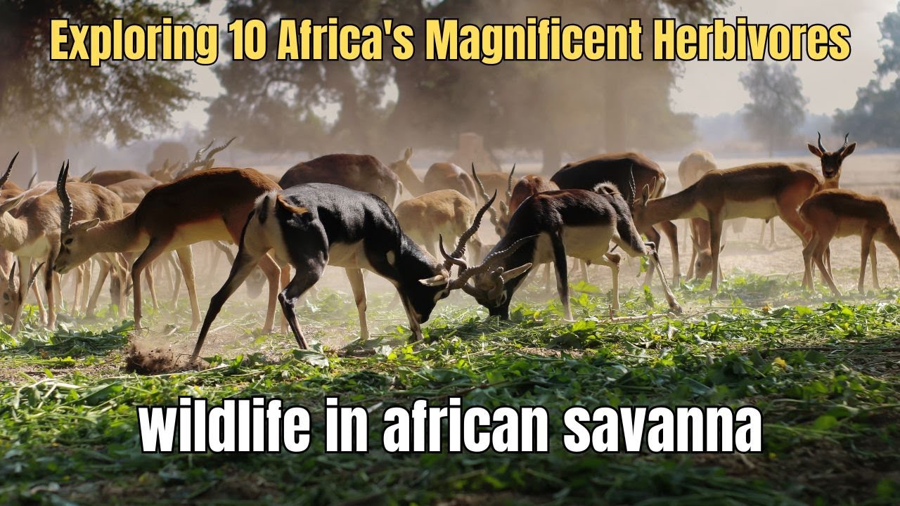 Exploring 10 Africa's Magnificent Herbivores | Wildlife in African Savanna