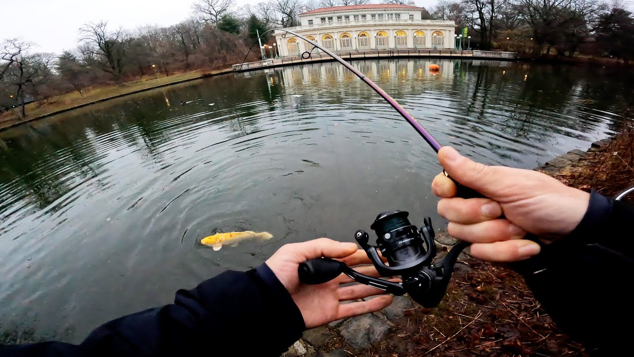 Giant Koi Carp on a Bass Jig, NYC