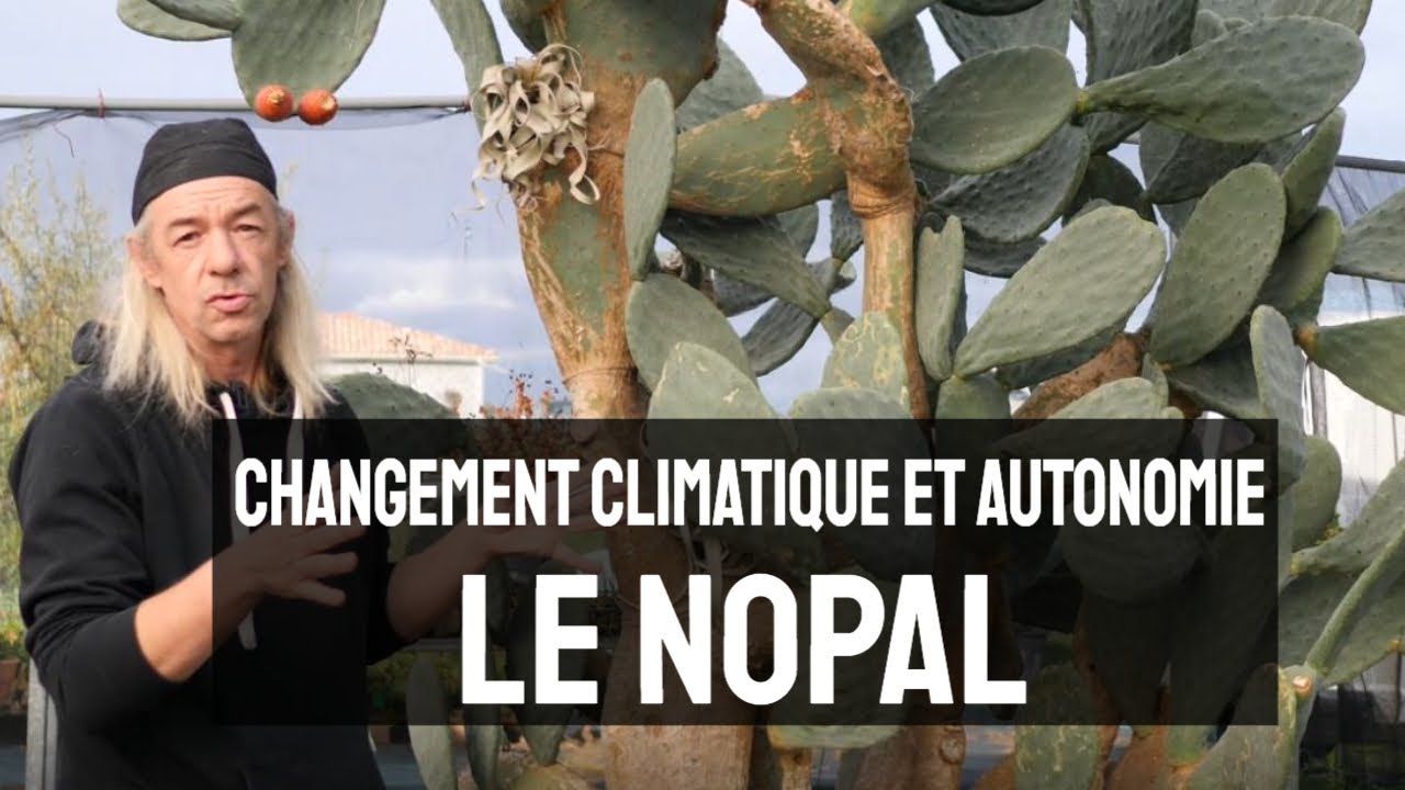 LE NOPAL une plante comestible adaptée au changement climatique