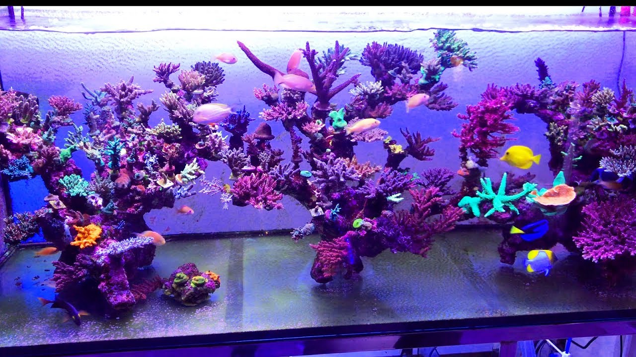 VP Corals in Taipei, Taiwan, Part 1