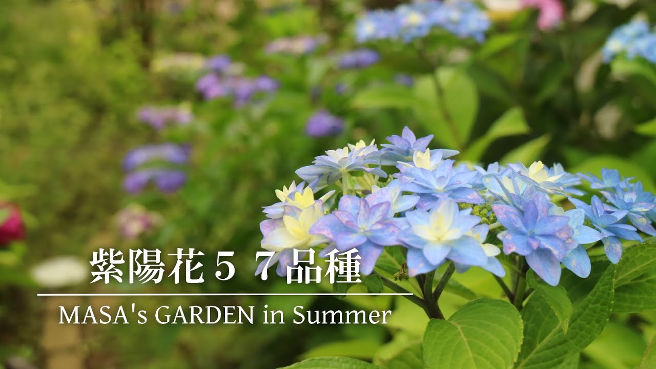 【庭Vlog】必見？紫陽花好きの方へ | 素敵な紫陽花に出会えますように | 紫陽花を100品種育てる庭より | ガーデニング  | gardening
