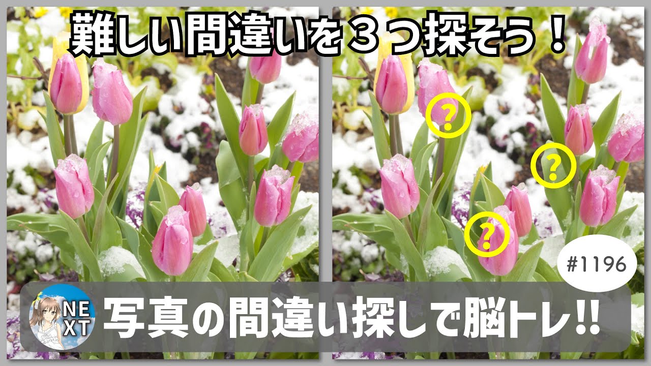 『間違い探し』写真で脳トレ！ #1196 「春の寄せ植え」「青空と白い桜」「路上に集まる鳩」【高難易度】｜Find the difference game in photos