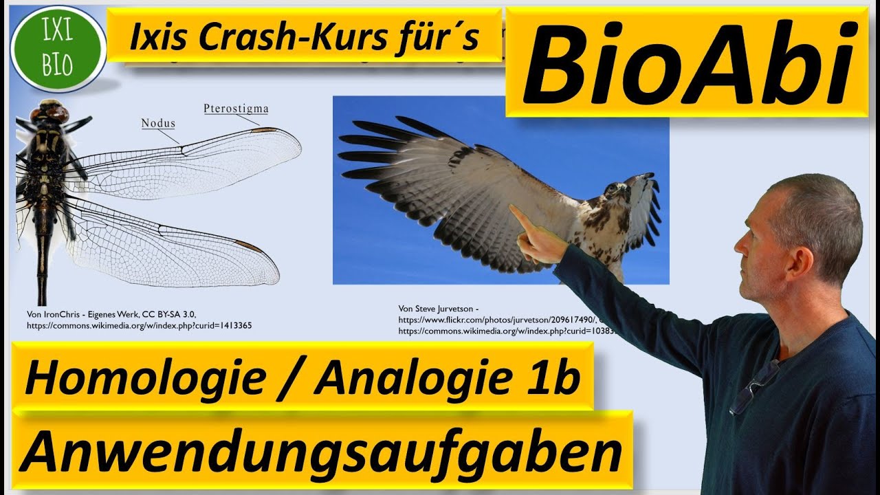 Homologe und analoge Organe: Anwendungsaufgaben 1b Begründen/Beurteilen BioAbi (Analogie Homologie)