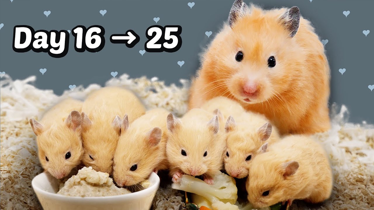 День с 16 по 25: детеныши хомяков подрастают | Исцеление
