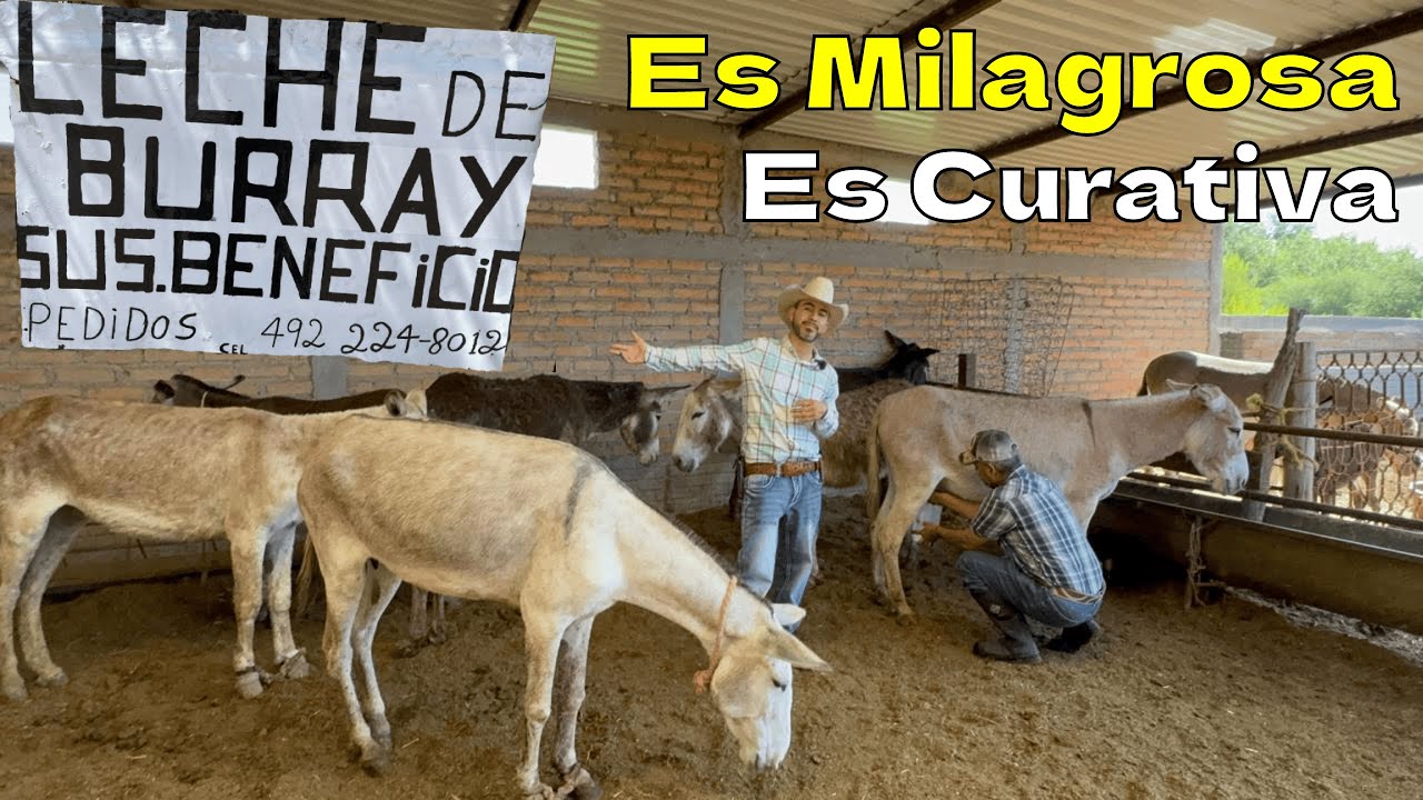La Leche De Burra Es Sorprendente Cura Sus Males , Además Previene De Enfermedades.🫏🥛❤️