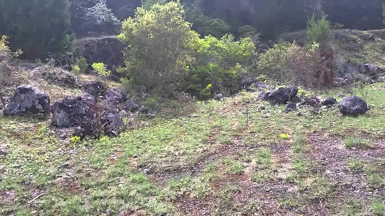 Old Mining Operation in the Withlacoochee State Forest
