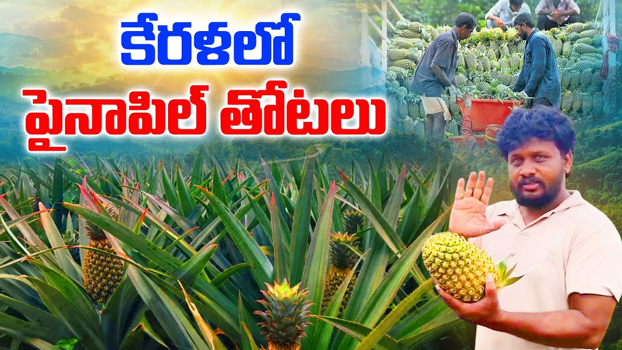 కేరళలో పైనపిల్ తోటలు | Kerala Tour | Vinod SS Vlogs