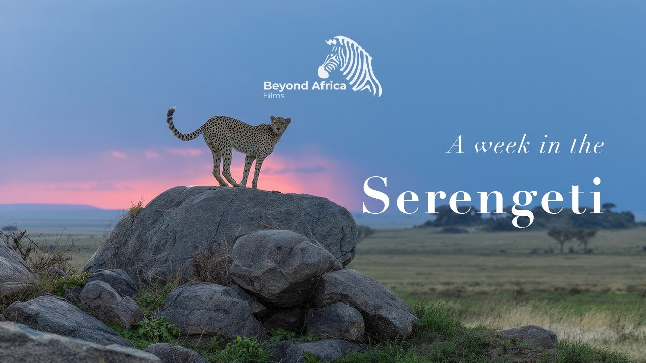 A week in the Serengeti