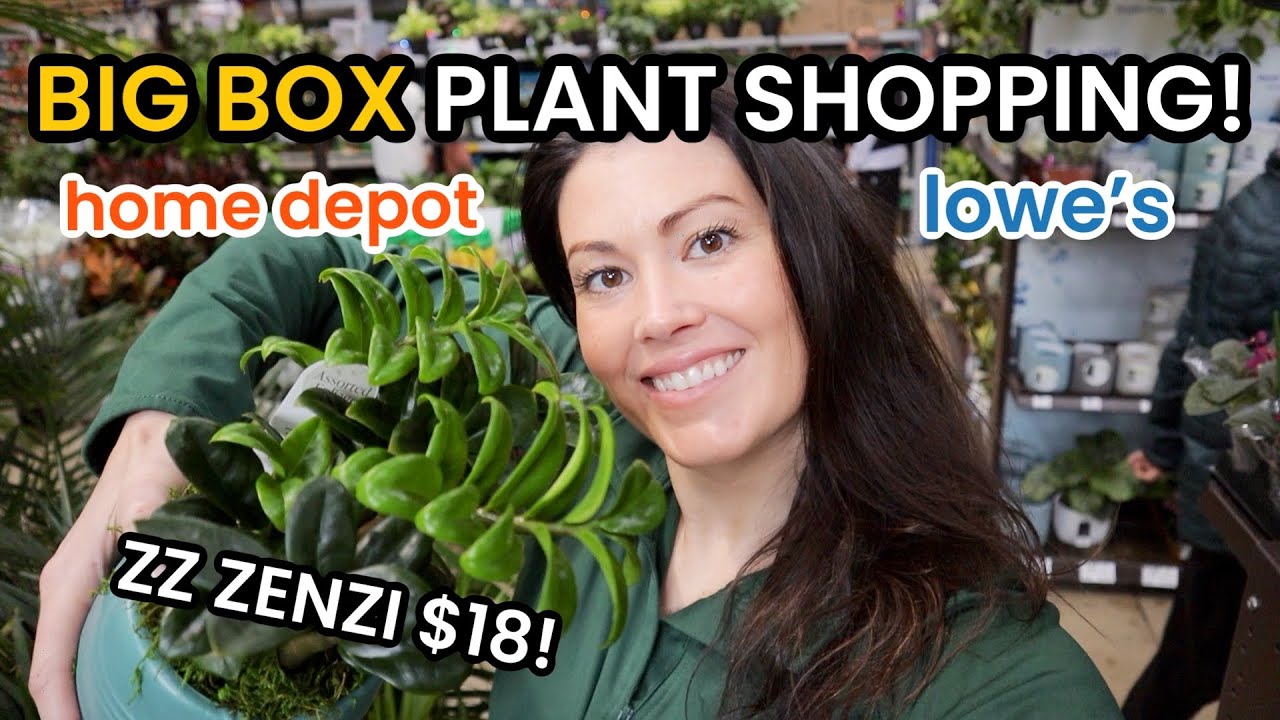 UNCOMMON ZZ ZENZI AT LOWE'S! Big Box Plant Shopping Lowe's & Home Depot -Indoor Plants & Houseplants