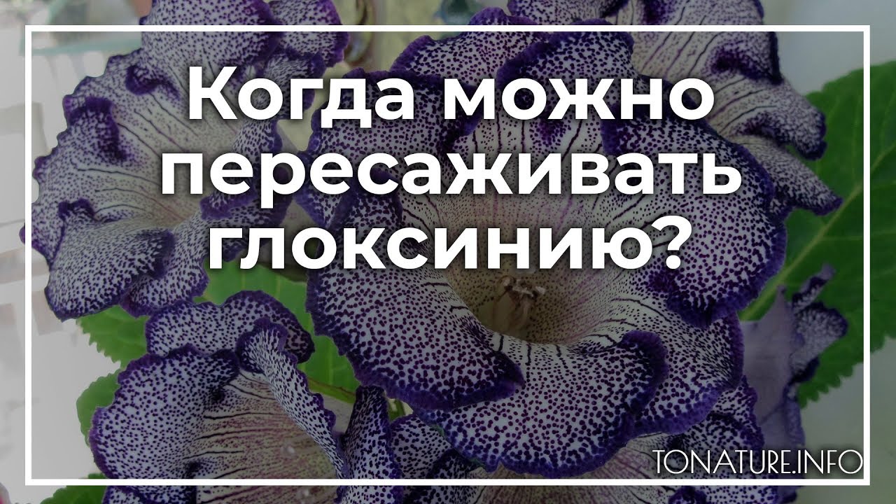 Когда можно пересаживать глоксинию? | toNature.Info