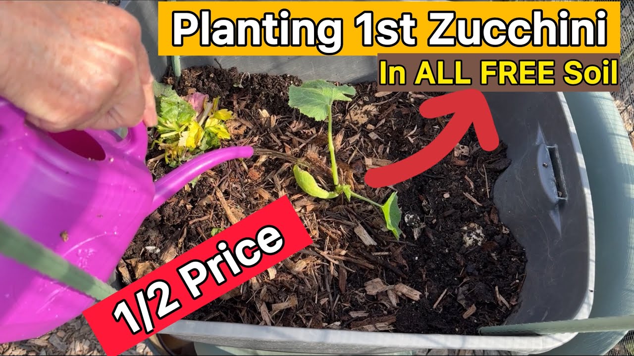 TIPS Zucchini Planted in Vegetable Garden, Homemade Compost FREE Soil Raised Bed Container Gardening