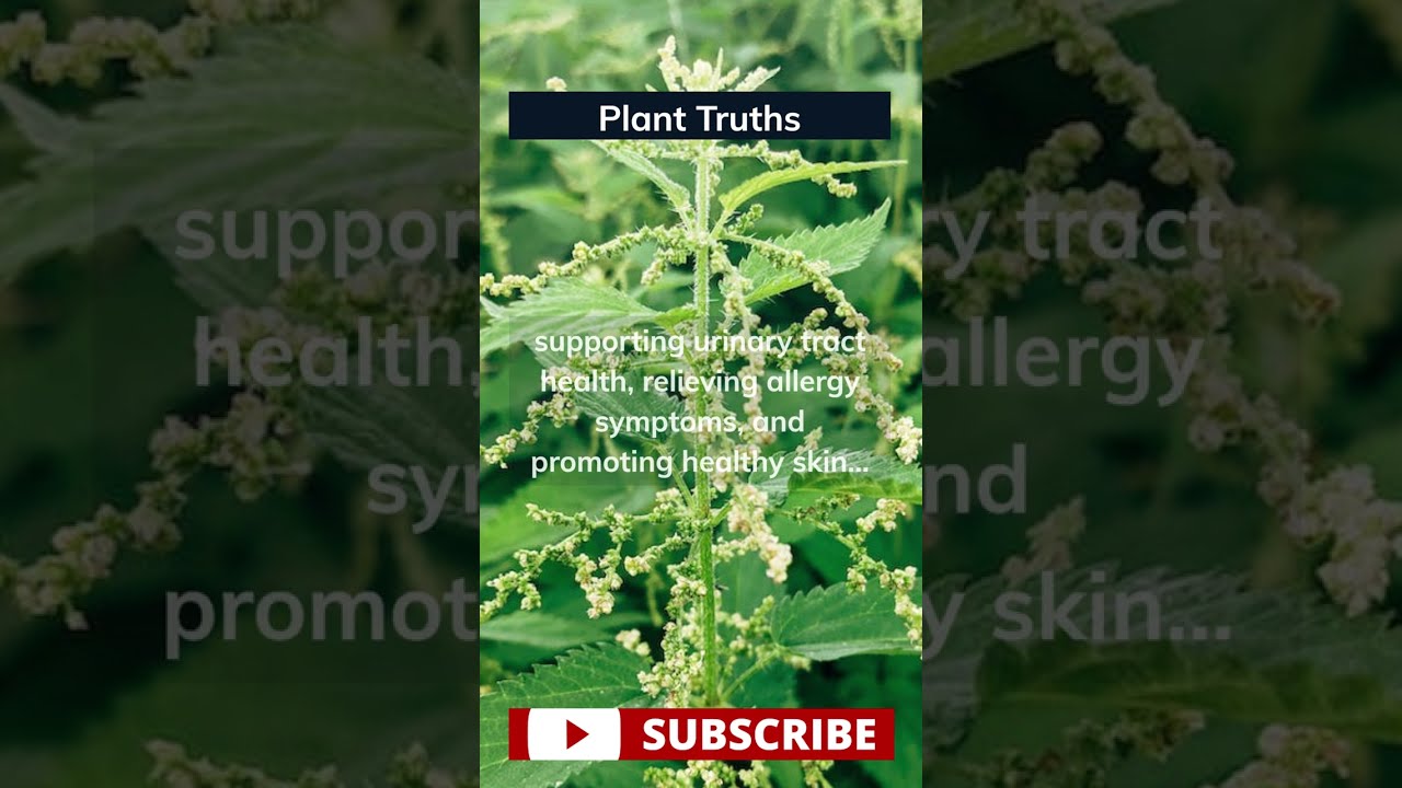 Unleash the Power of this Remarkable Herbal Wonder! 👇 #planttruths #stingingnettle