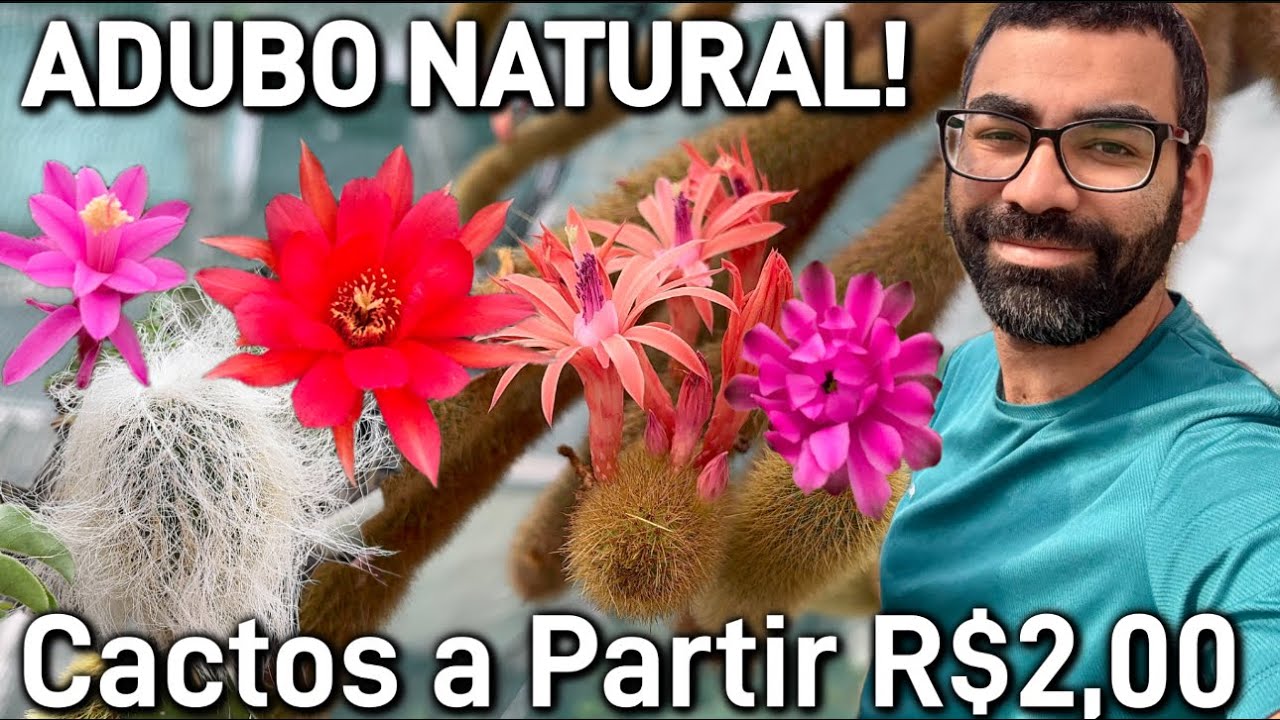 A Capital Dos Cactos Raros e Lindos ! 