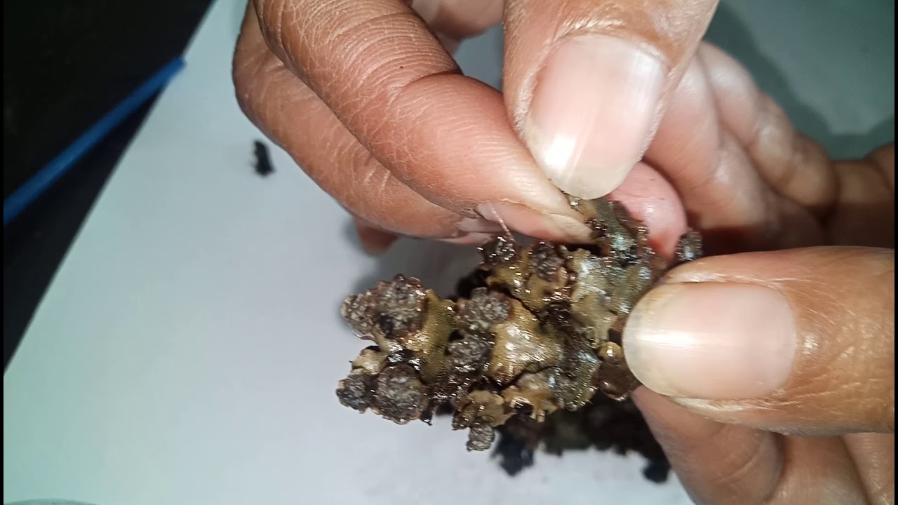 practical marchantia