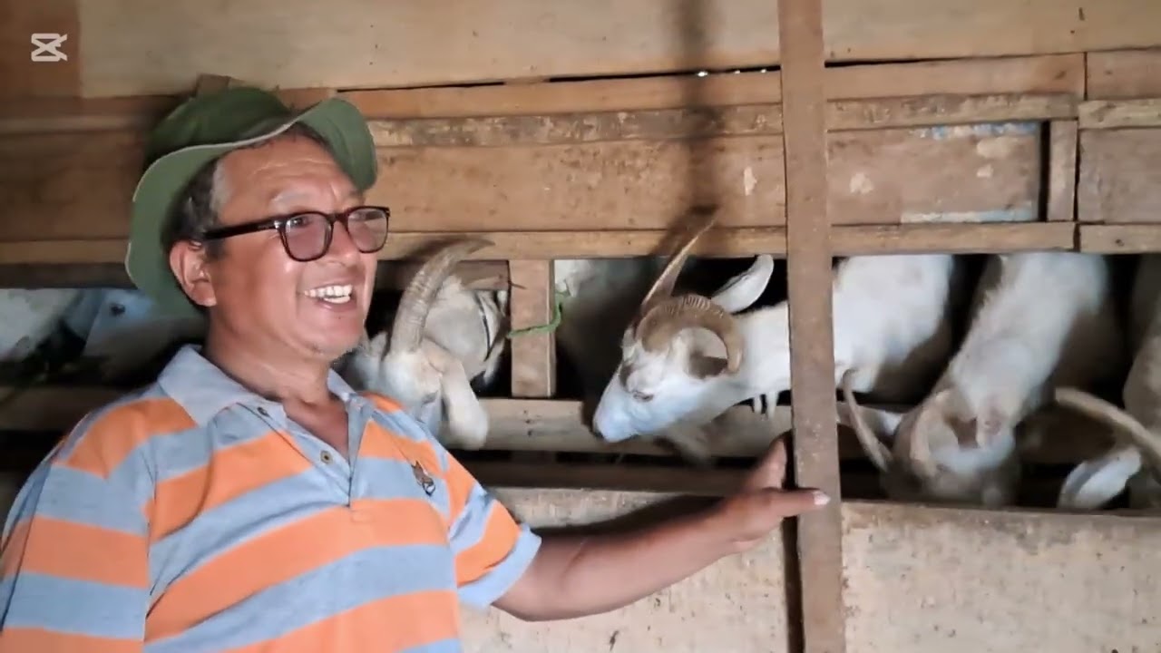 Sanana Goat Farming  in Nepal 9846838322