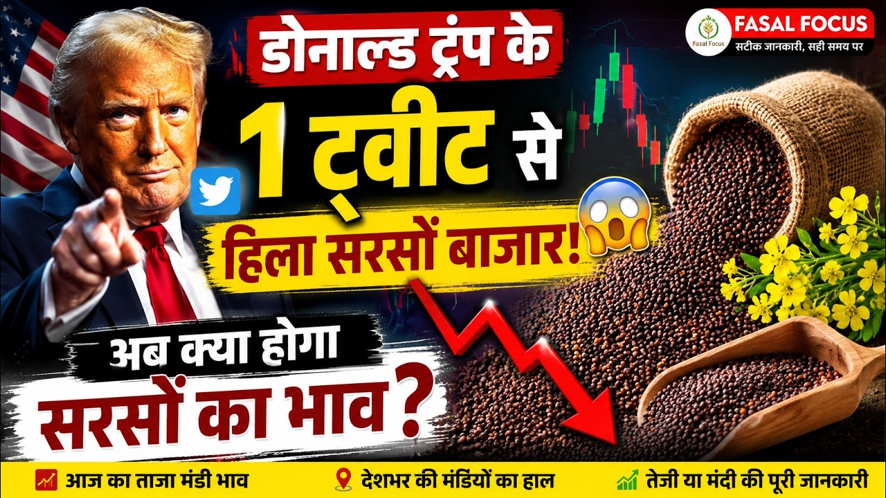 डोनाल्ड ट्रंप के 1 ट्वीट से हिला सरसों बाजार! 😱 अब क्या होगा सरसों का भाव , Sarson Mandi Bhav Today
