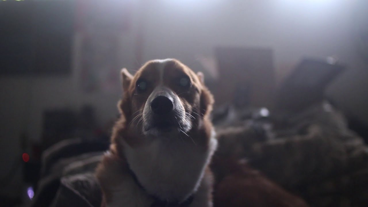 DO NOT WATCH THIS VIDEO, Unless you wanna see Banjo Upset about me putting the groceries away