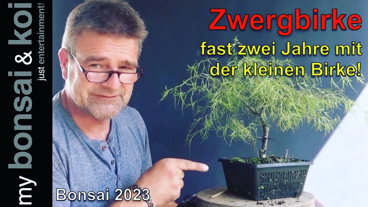 Bonsai 2023-19 - Zwergbirke - Betula pendula karaca - fast zwei Jahre mit der kleinen Birke!