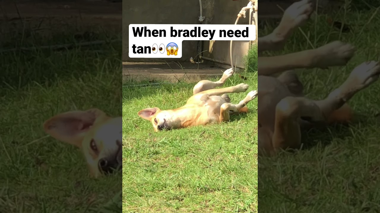 Need tan color??🐶👽