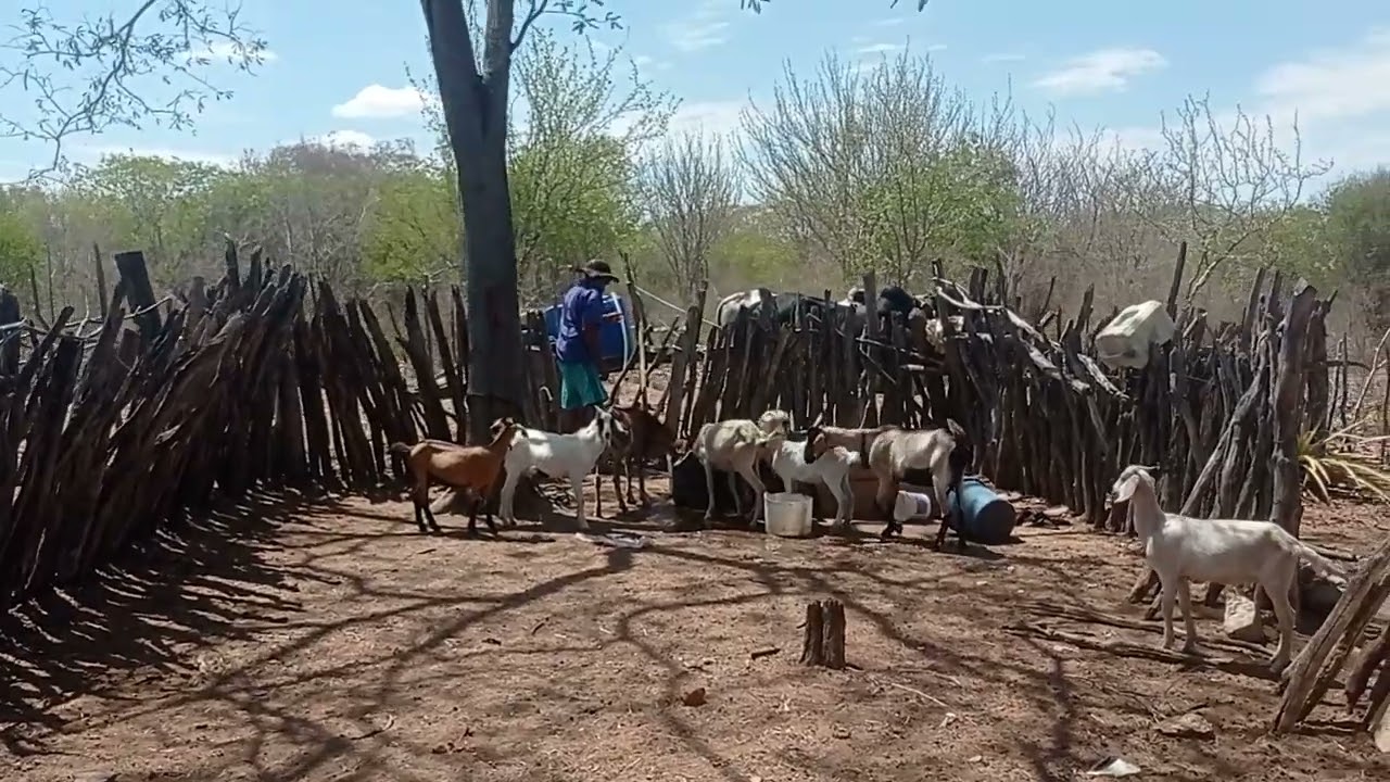 A seca do nordeste, sertão 