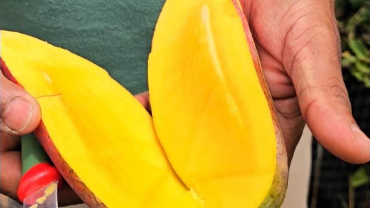 അണ്ടിയില്ലാത്ത മാങ്ങാ കണ്ടിട്ടുണ്ടോ.മാവ് വെറൈറ്റികളിൽ നിർബന്ധമായും വെച്ചിരിക്കേണ്ട വെറൈറ്റി ആണിത്.