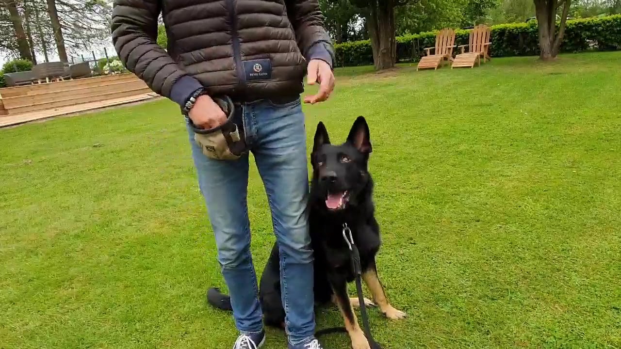 👮‍♂️ POLITIHUND SKAL OMSKOLES 👮‍♀️