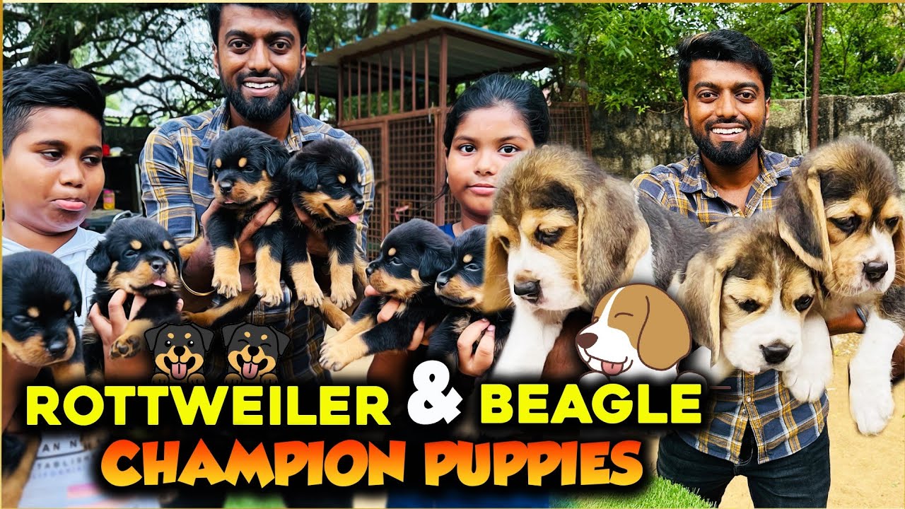 Rottweiler & Beagle CHAMPION 🏆 PUPPIES 🐶 with Microchip & Certificate in Chennai | DAN JR VLOGS
