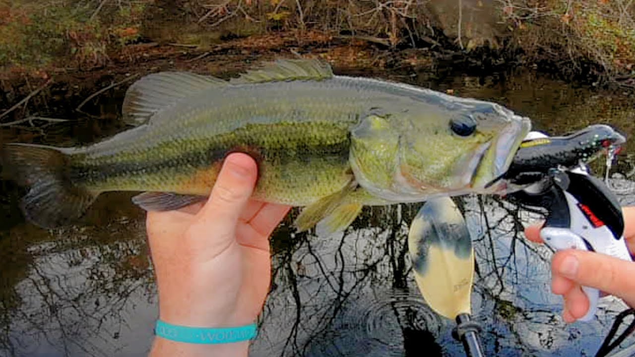 River Bass LOVE The Bird! - (South Holston River Topwater Fishing)