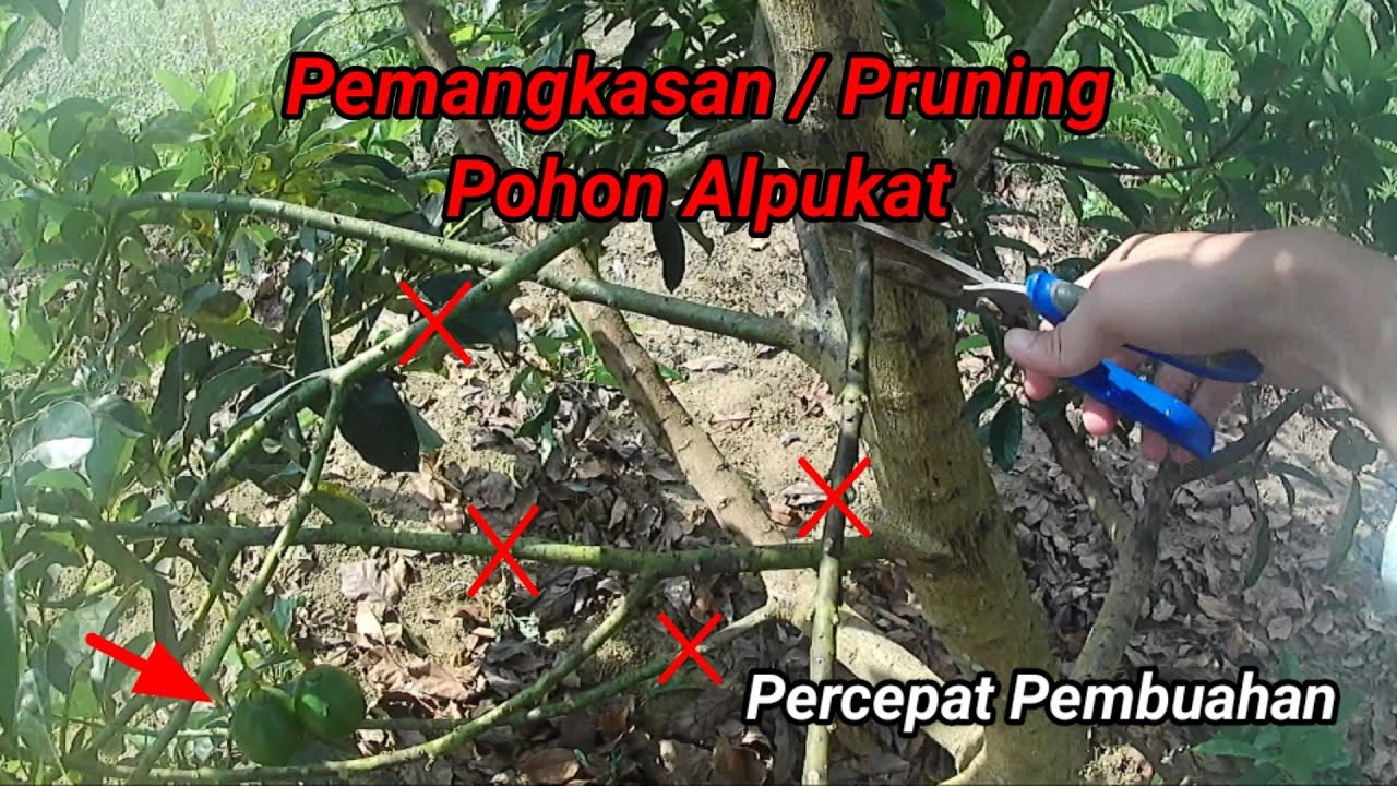 Pemangkasan / Pruning Pohon Alpukat, Percepat Pembuahan / Avocado Tree Pruning