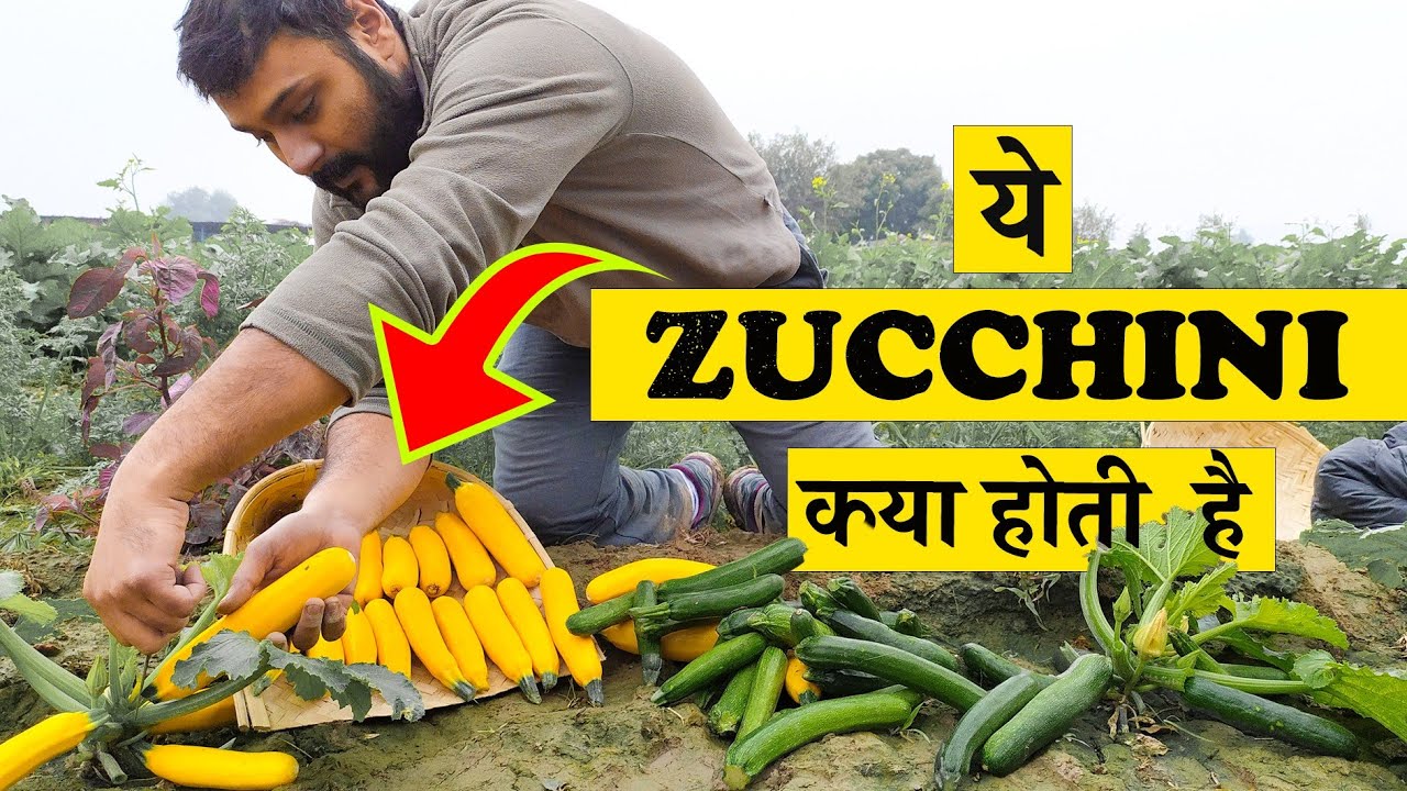 EARN ₹4.6 LAKH in 50 days -by growing this Vegetable  | With proof @Organic Acre