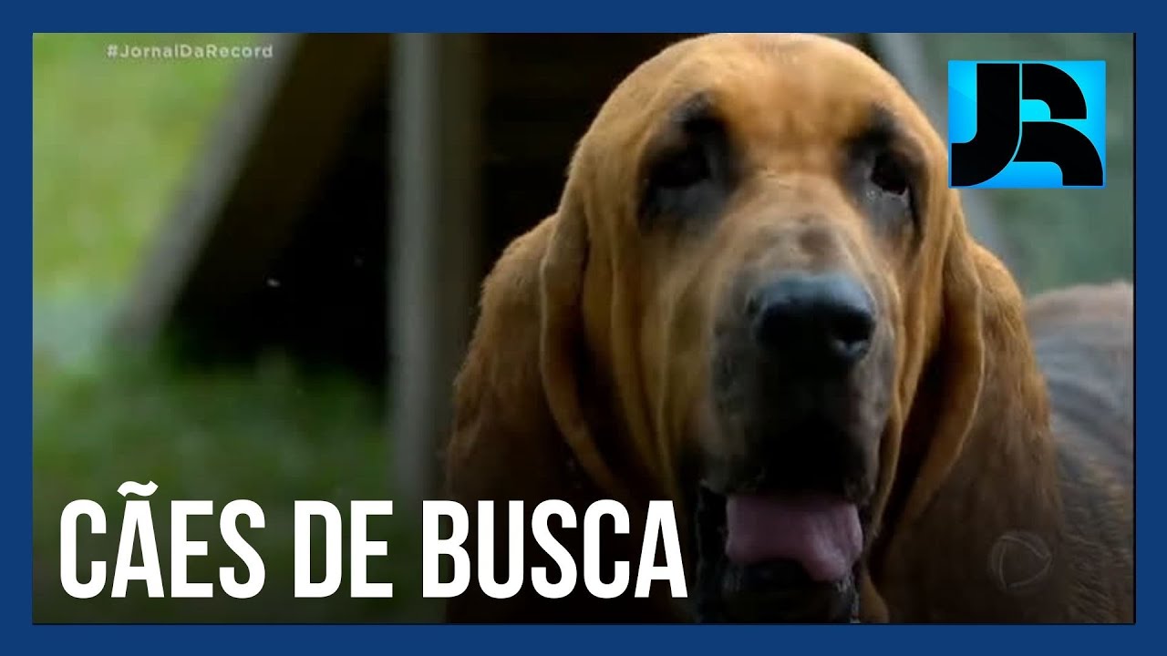 Extraordinários: cães de faro aguçado ajudam na busca de pessoas desaparecidas