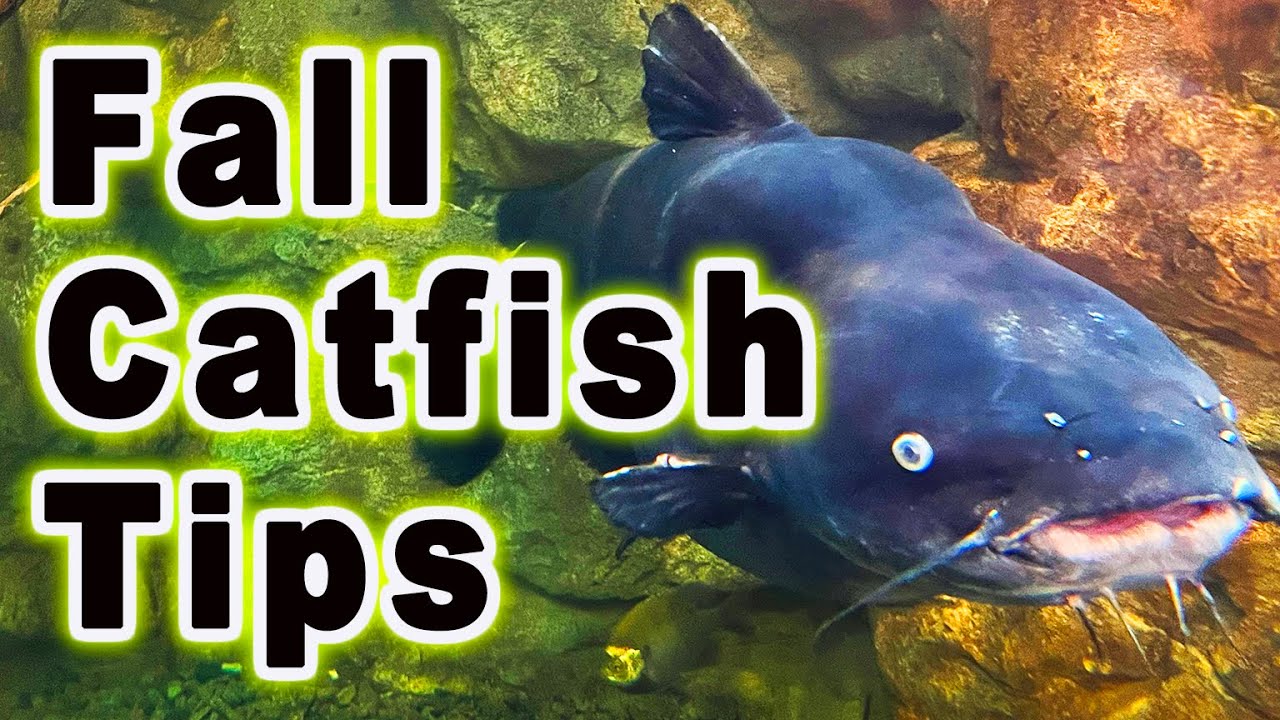 Important Tips for Fall Catfish