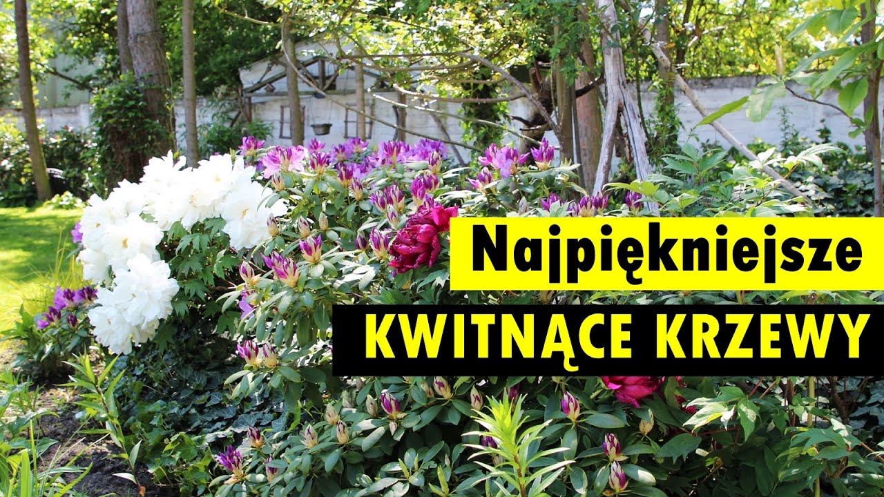 10 najpiękniejszych KWITNĄCYCH KRZEWÓW