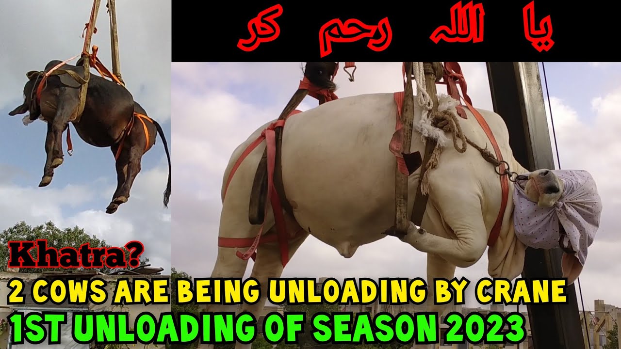 Crane Se Janwaron Ki Unloading Ya ALLAH Khair || How To Unload Cows By Crane || Rooftop Cattle Farm