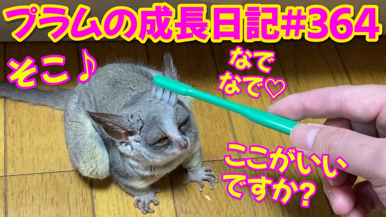 【ショウガラゴ　プラム　歯ブラシ気持ちいい♡】プラムの成長日記 364
