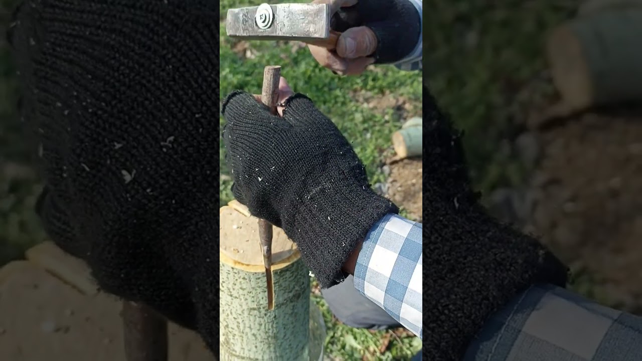 Ceviz aşısı.(Türkan aşı). Yapımı kolay, tutma garantili kalem aşısı. 