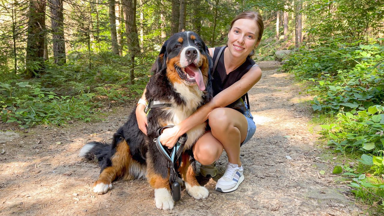 Bernese Mountain Dog First Time in the Mountains!