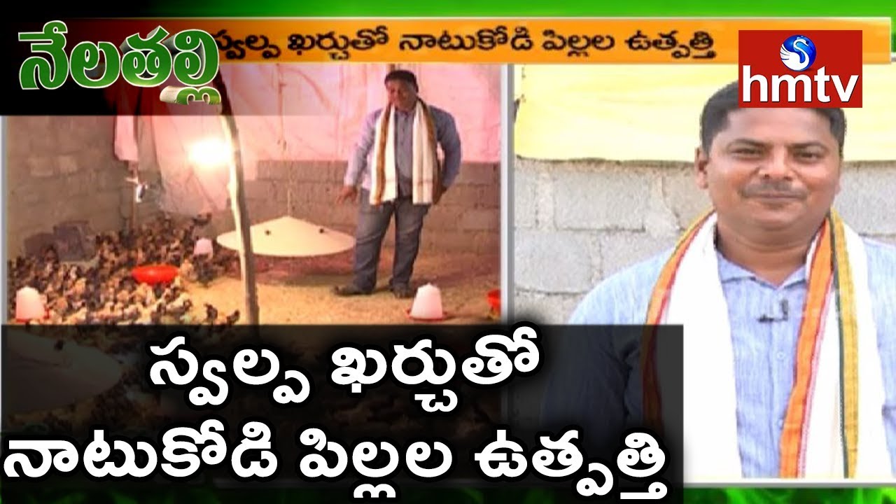 స్వల్ప ఖర్చుతో నాటుకోడి పిల్లల ఉత్పత్తి | Nela Thalli | hmtv